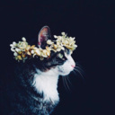 fleur-aesthetic:instagram | therealflowerco 