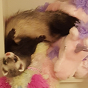 pastelferret:Never a single moment of peace around here. This family is broken. that’s what we ferrets are~ &lt; |3