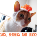 catsbeaversandducks:  Catnip is a helluva drug… Video by Sandra Dee Lutheran 