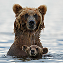 fuck-yeah-bears:  Grizly Bear Cub &amp; Wolf Cub Playing