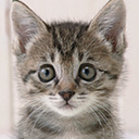 kittenskittenskittens:  twinksforjesus: Love you, shower cat  &lt;3 the kitty xD