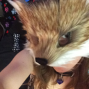 thecatlikefox:  This was meant to be a gif…. but I lack skills. Enjoy this little fox wiggling her butt with her fluffy fox tail. 