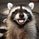 catalisst:dailyraccoons:If you&rsquo;re gonna share, show your face, you wily mother fuckin&rsquo; trash panda 🐾