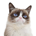 realgrumpycat:  Some days are grumpier than others…  Worst day ever.  😭😭😭😭😭😭😭😭
