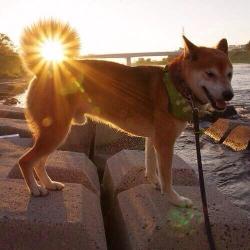 sixpenceee:  His tail curls up with the sun perfectly.