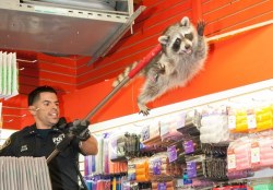 disgustinganimals:  rarepepeimages: koolaidicecubes:  unamusedsloth:  NYPD escorting a raccoon out of a beauty salon  Free him  let him get his hair done!!!!!!!!!!!!   no shirt no shoes no service!!!