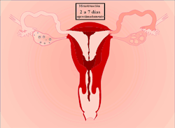 sexed4real:  rhrealitycheck:  Menstrual cycle gif  This is totally the coolest. 