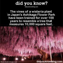 did-you-kno:  The vines of a wisteria plant in Japan’s Ashikaga Flower Park have been trained for over 100 years to resemble a tree that measures 10,000 square feet.  Source