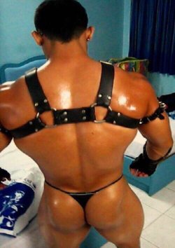 studs - male muscle fight aggression leather