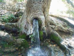 g0ds-own-prototype:  funnywildlife:  Strange tree with a fresh water spring #Kashmir  guys, i think i found the fountain of youth 