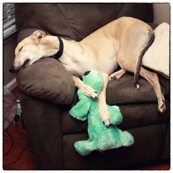 awwww-cute:  My retired racing greyhound shortly after we adopted him