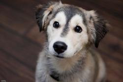 puppy-a-day:  Huskador - Husky Labrador Mix