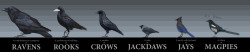 soapybacon:  So I wanted to draw this little reference to show the difference between different members of the corvidae family. It sort of got out of hand… And now I think wings are a huge pain in the ass to draw and I never want to see a bird again.