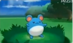 dydney: NEW POKEMON CONFIRMED FOR XY!!!!!!!!!!!!! NO NAMES AS OF YET, BUT IT IS BELIEVED TO BE AN ELECTRIC/ICE TYPE!!!!!!!! POPULAR FAN NAMES ARE “BLUE PIKACHU&quot;, “ICELECTRIC&quot;, AND “GAY SHITTY IDIOT&quot;. 