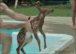 gifsboom:  Deers Gifs  omg too cute! &lt;3