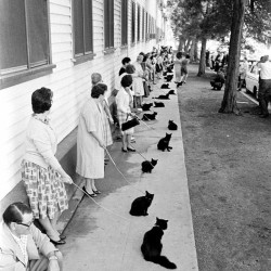 life:  Feeling superstitious? Happy Friday the 13th! Owners with their black cats, waiting in line for audition in movie “Tales of Terror.” (Ralph Crane—TIme &amp; Life Pictures/Getty Images)