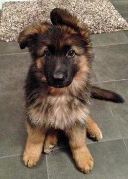 thecutestofthecute:  German Shepherds and their little floppy ears. There is nothing I do not like about this.