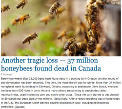 taiga-cchi:  thegreenwolf:  sachimo:  abeardfullofbees:  alilnugget:  wanashou:  beatonna:  If you aren’t totally quaking in your boots at the news of millions of bees dead, yet again, you’re nuts.  this should be concerning a lot more people than