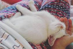 Throwback to Meko as a tiny boy the first day at met! 😍😍😍😍  #meko #throwback #kitten #catsofinstagram #catstagram #whitecat #whitekitten #baby #sleepy #cute #sleepykitty #sweetdreams