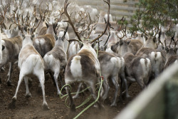 mooncandy5:  Reindeers by pics-sasa on Flickr. 