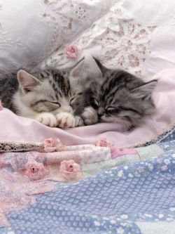 cottage-garden-faith:  queenbee1924:  https://www.pinterest.com/pin/197454764889324569/  Sweetness all wrapped up in these two cuties! 