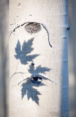 isis0isis:Shadows of maple leaves on an aspen tree trunk. 