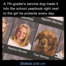 ultrafacts:  A service dog in San Antonio gets a special honor. His picture appears in the school yearbook – right next to the girl he protects every day.Rachel has had epileptic seizures since birth. After two brain surgeries when she was 6, her mother