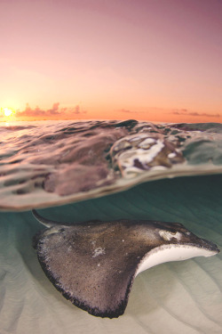 wavemotions:    A stingray at sunrise on a sandbar on Grand Cayman, Cayman Islands.  