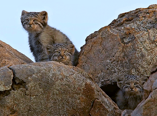 chekv:Manul Kittens in Wildlife Instincts: Pallas’s Cat – Master of the Plains  [source]