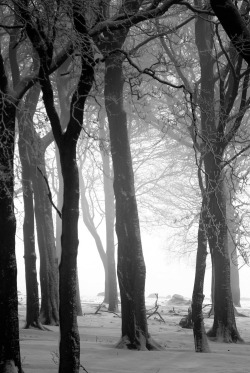 w-i-c-k-e-d-i-n-k:  0rient-express: Winter in the woods | by Andrew Kearton. 