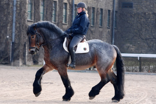 Blue roan quarter horse stallion