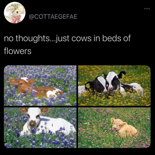 babyanimalgifs:Who doesn’t like cows and fluffy cows (Source)
