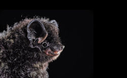 eatmymush:  newyorker:  The Joy of Bats Bats are good neighbors, and the bat biologist Merlin Tuttle is their public-relations man. He calls them “sophisticated, beautiful, even cute.”  In the late seventies, Tuttle was asked to write a chapter about