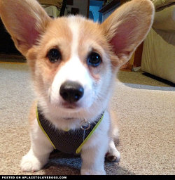 aplacetolovedogs:  Cutie Corgi puppy Jackson wondering if he will in fact grow into his ears one day soon! @danaroshnie For more cute dogs and puppies