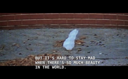 somedaybythestrokes:  American Beauty (1999) 