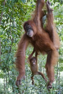 Hanging by a hair (Orangutans in Borneo)