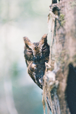 4nimalparty:  Madagascar Scops Owl (by OnespeedWonder)
