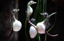pachipachiworld:  A herd of pregnant male seahorses.The female seahorse lays the eggs and transfers them into the male seahorses pouch where they are then incubated. Every male seahorse has an incubation pouch in its body. The eggs are fertilized by the