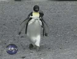 death-by-lulz:  besound:  Sometime’s the world is a tough place, the days get to you and the nights drag on, so here’s a story of a pet penguin who goes shopping.   Featured on a 1000Notes.com blog