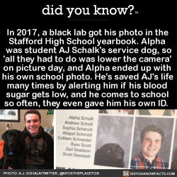 did-you-kno:  In 2017, a black lab got his photo in the  Stafford High School yearbook. Alpha  was student AJ Schalk’s service dog, so ‘all they had to do was lower the camera’  on picture day, and Alpha ended up with  his own school photo. He’s