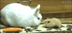 4gifs:  Hamster steals carrot from rabbit [video] 