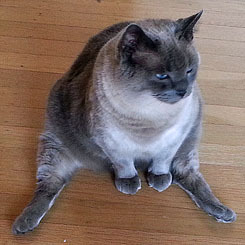 yousaytheydontcare: i love cats that sit like this. thank you, cats that sit like this 
