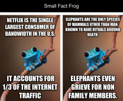 tastefullyoffensive:  Best of ‘Small Fact Frog’Previously: Best of ‘60-Year-Old Girl’ 