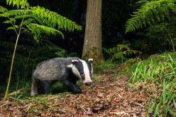 :  Badgers by James Warwick 