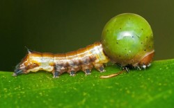 endangereduglythings:  cool-critters:  Nolid Moth Caterpillars Nolidae is a family of moths with about 1,400 described species worldwide. Their caterpillars developed a very unique way of hiding from enemies. This species of caterpillar grows an enlarged,