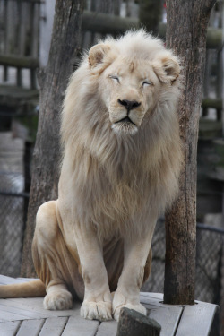 chocolatecakesandthickmilkshakes:  fashiondailymag:  kind of feeling like a sleepy lion today.  There a place in Africa that has these blonde loins and also a place that has female loins with manes.