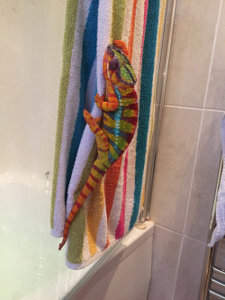 awwww-cute:  Chameleon on a colorful bath towel (Source: http://ift.tt/1RlmbNq)