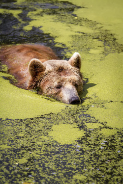 thepredatorblog:  Bear swim (by PascalGerard)