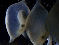 shibara:  omgtsn:  aleeyabooh:  one-scoop:  omgtsn:  thisisjusttosayihave:  Baby cuttlefish.  what do you think it dreams about    awww  i don’t remember putting a caption on this but i definitely don’t regret it  I somehow manage not to reblog a