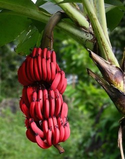 fluxvvas:  sixpenceee:  Red bananas, also known as Red Dacca bananas in Australia, are a variety of banana with reddish-purple skin. They are smaller and plumper than the common Cavendish banana. When ripe, raw red bananas have a flesh that is cream to